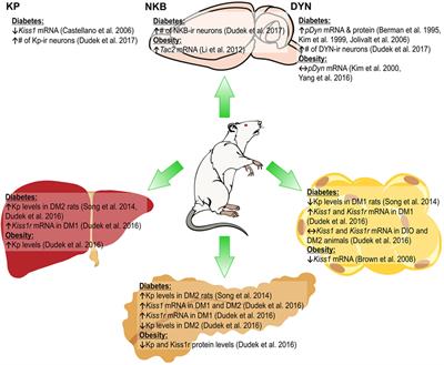 Kisspeptin and Metabolism: The Brain and Beyond